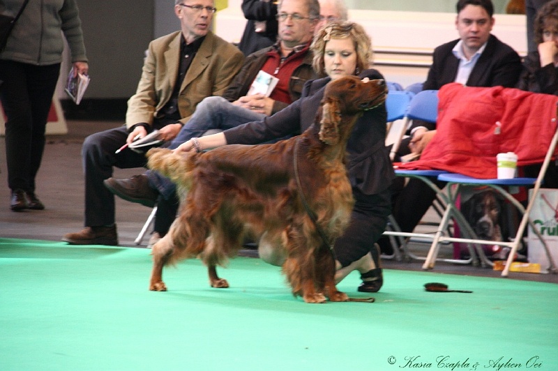 Crufts2011 540.jpg